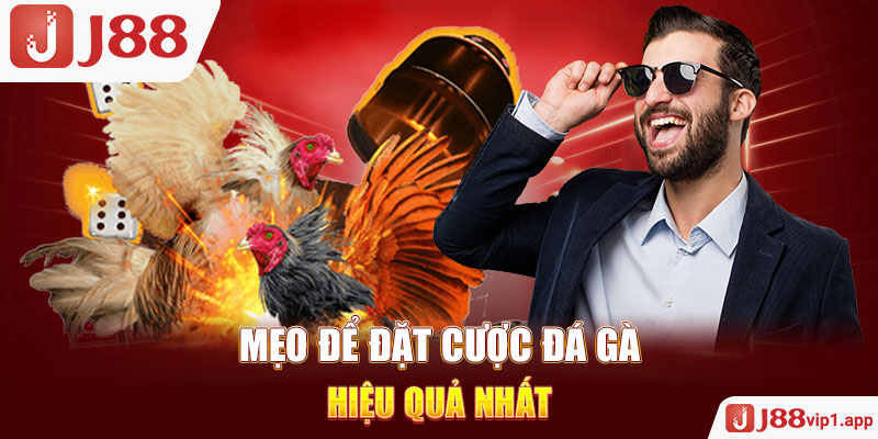 Mẹo để đặt cược đá gà online hiệu quả nhất
