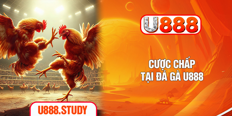 Cược chấp tại đá gà U888