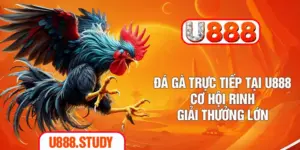 Đá Gà Trực Tiếp Tại U888 - Cơ Hội Rinh Giải Thưởng Lớn