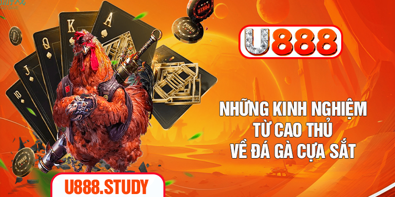 Những kinh nghiệm từ cao thủ về đá gà cựa sắt