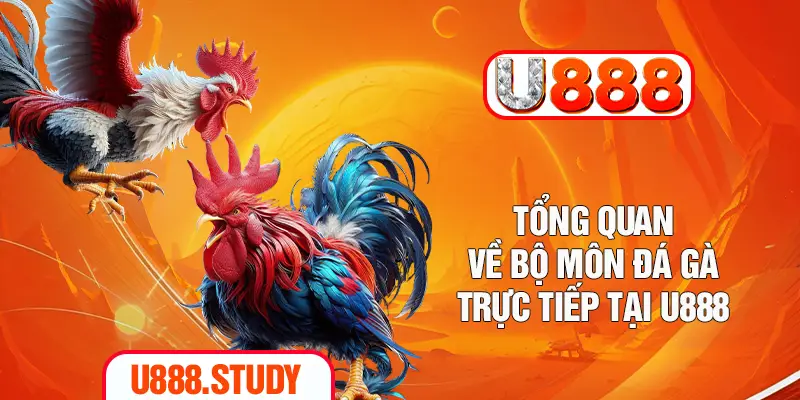 Tổng quan về bộ môn đá gà trực tiếp tại U888